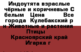 Индоутята взраслые чёрные и коричневые С белым › Цена ­ 450 - Все города, Кулебакский р-н Животные и растения » Птицы   . Красноярский край,Игарка г.